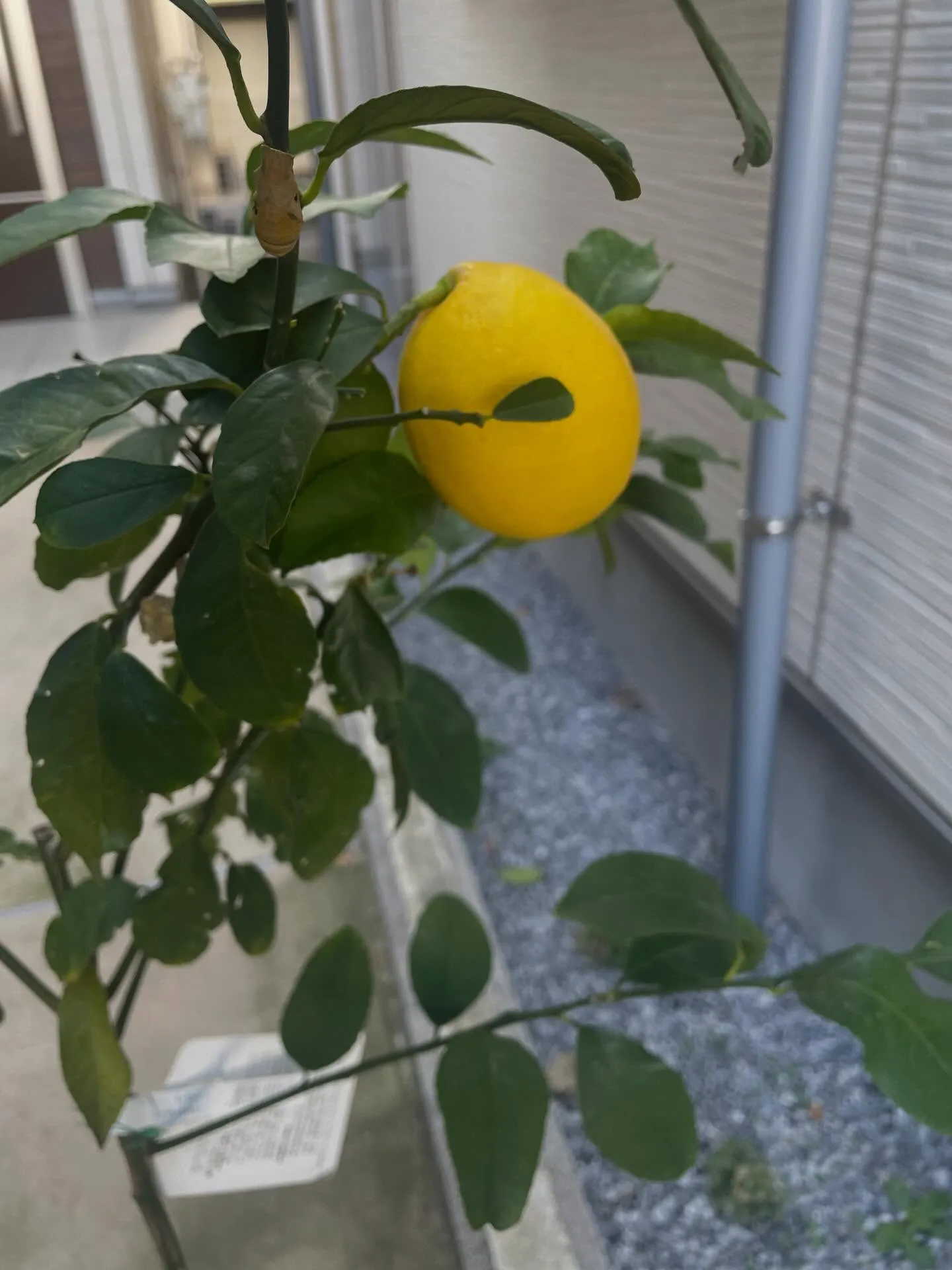 12/30～1/3まで冬季休業となります🎍