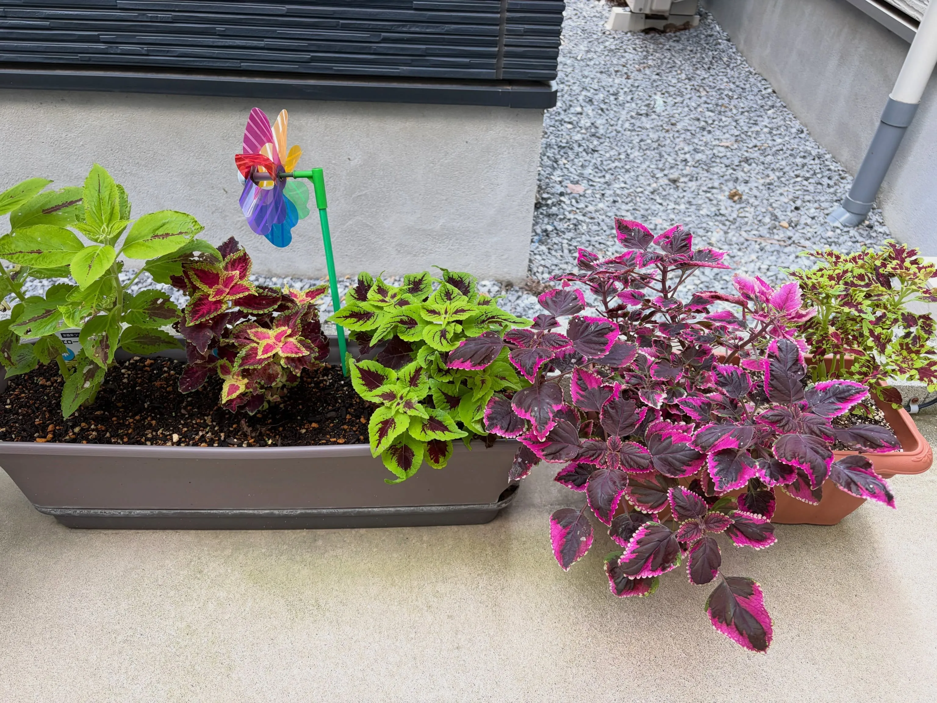 実家では家庭菜園や薔薇を育てていますが、