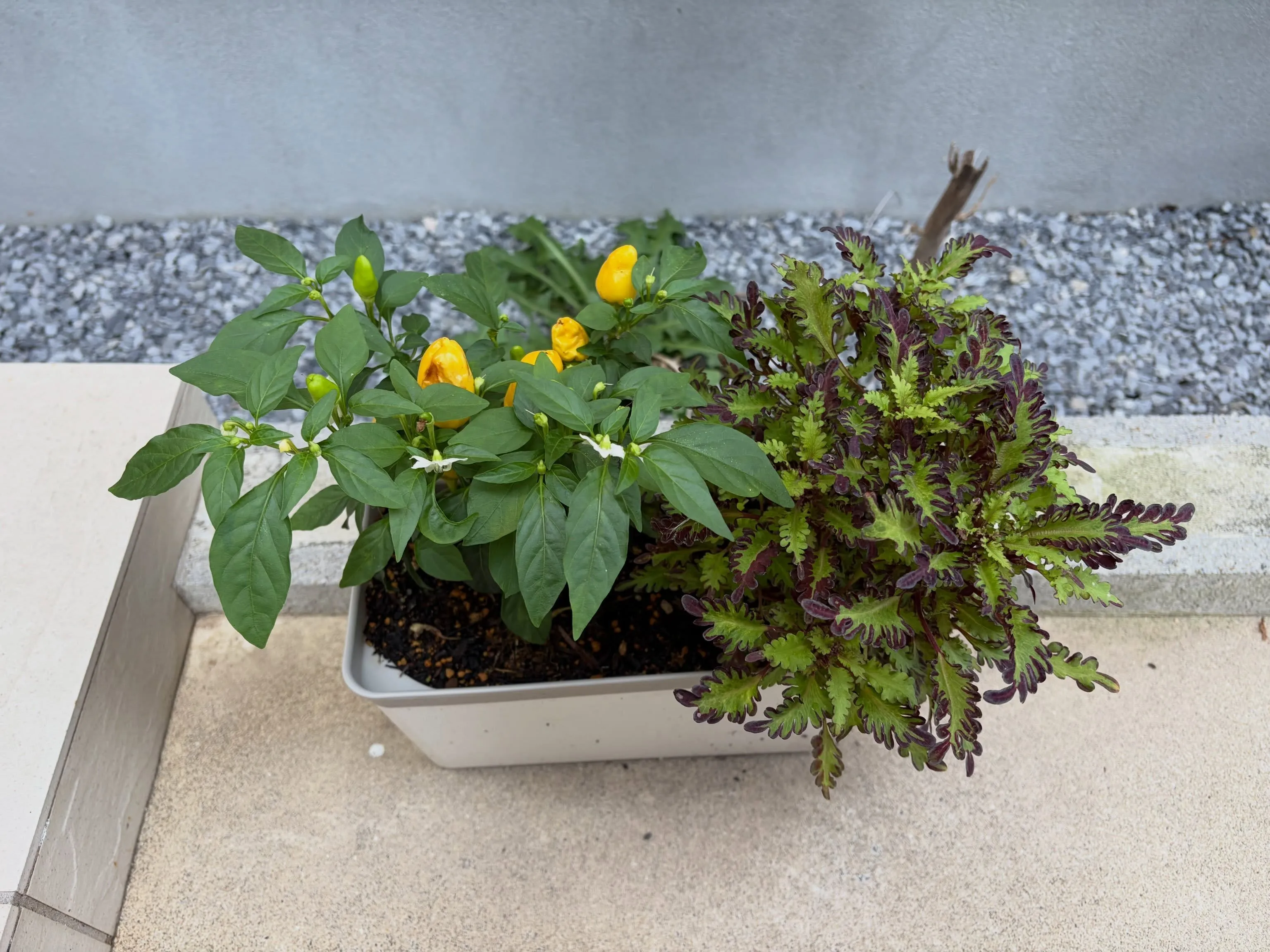 実家では家庭菜園や薔薇を育てていますが、